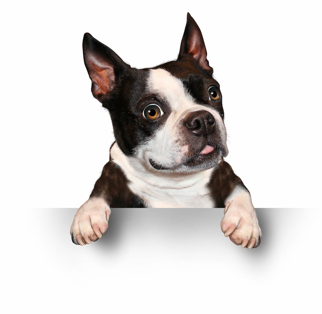Bethel Feed & Supply Pet & Garden Center logo