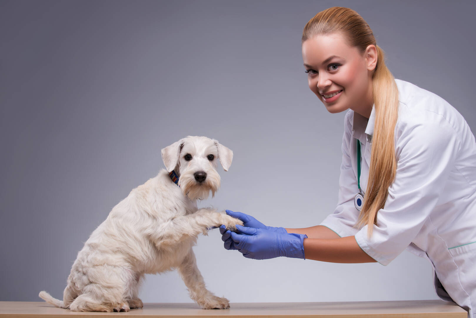 Passionate Poodles logo