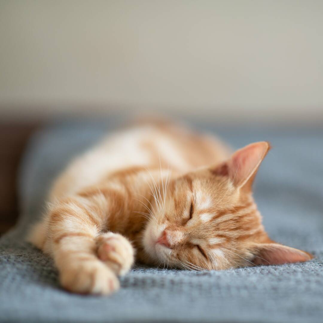Interlude Pet Resort & Spa logo