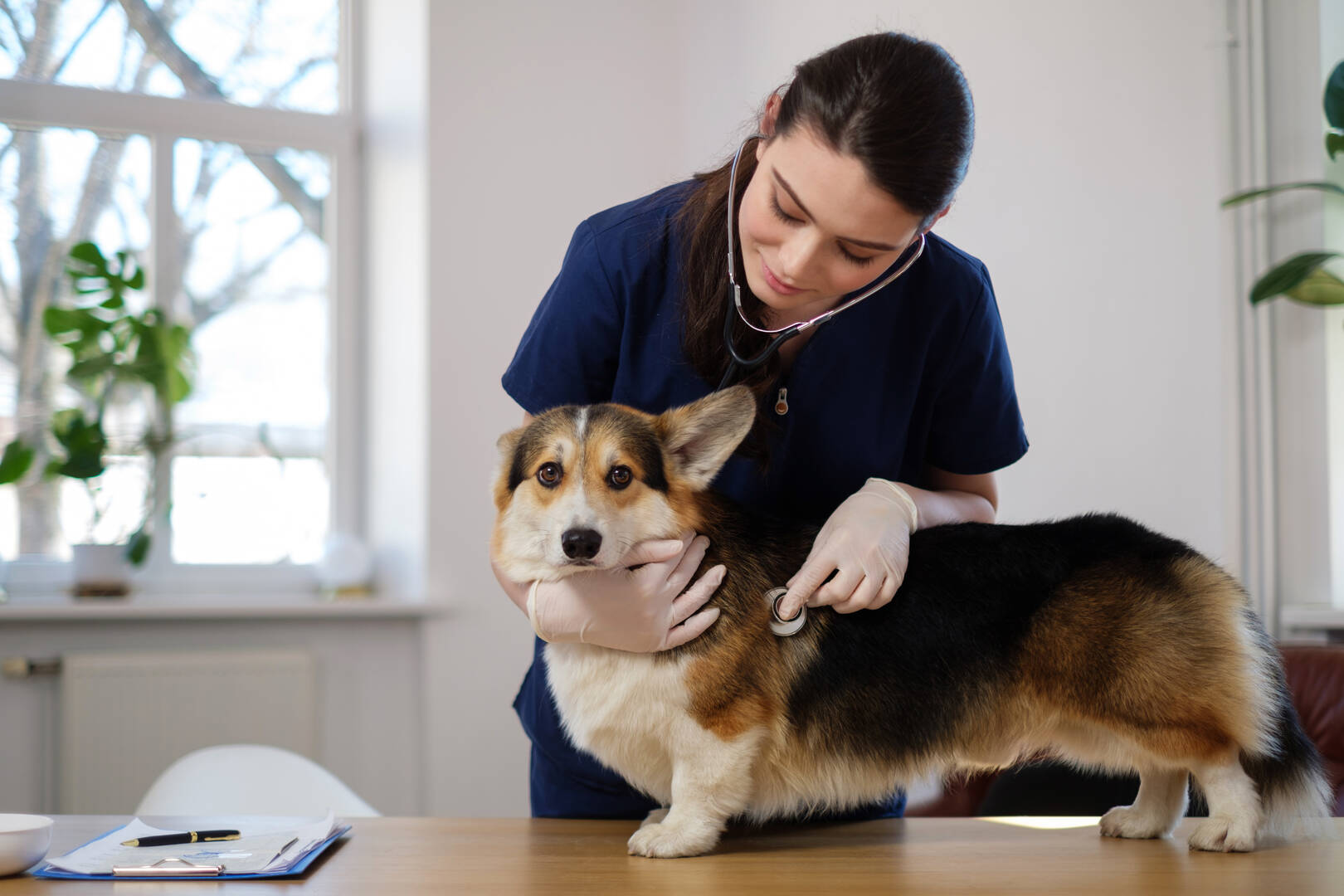 Ashland Terrace Animal Hospital logo