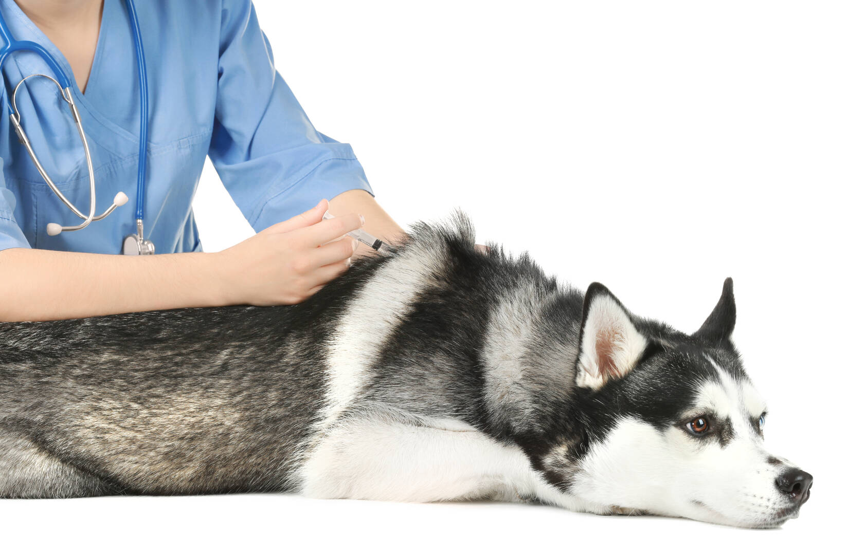 Alta Animal Hospital logo