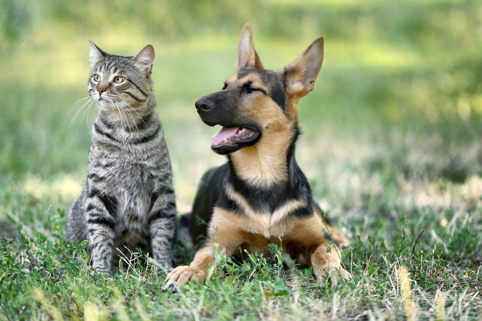 Tipp to Tail Pet Resort logo